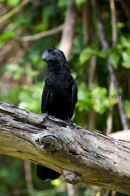 嘴巴光滑的阿尼(Crotophaga Ani)坐在树上的早午餐